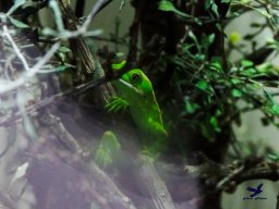 Tiergarten Schönbrunn am 24.02.2026